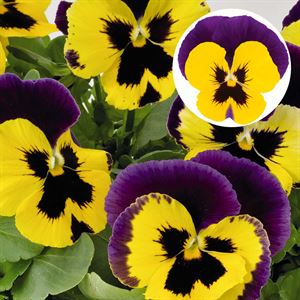 Afbeelding van Viola P9 Grootbloemig Yellow duet